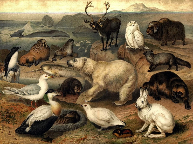 1839-Gustav Ludwig Heinrich Mützel - Fauna artica